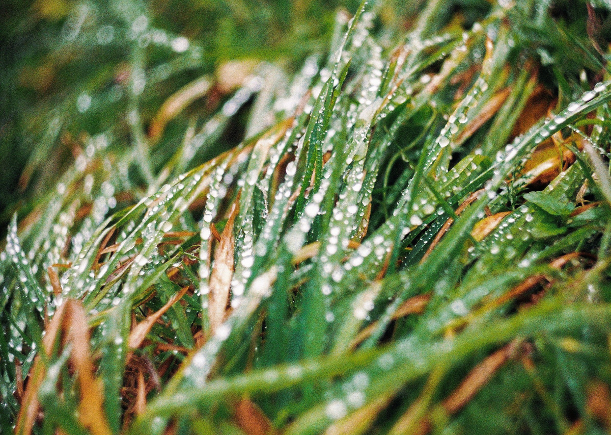 Why Do My Sprinklers Run When It Rains?